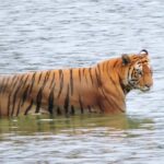 Bardia National Park: 3-Night Nepal's Tiger Tour - Why We Love This Safari Experience