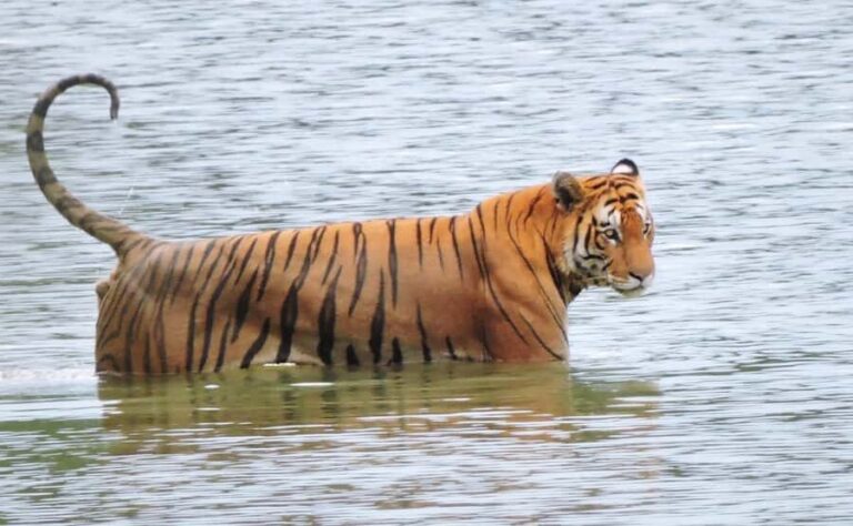 Bardia National Park: 3-Night Nepal's Tiger Tour - Why We Love This Safari Experience
