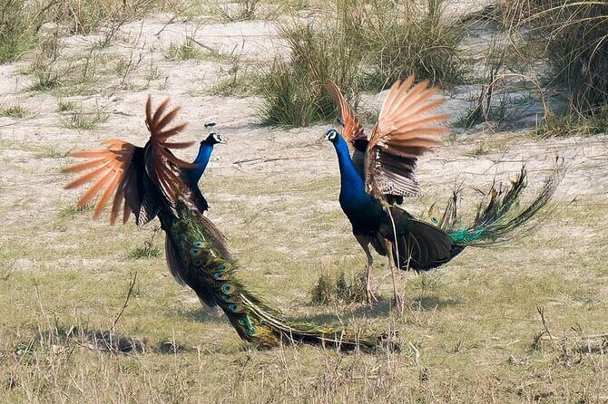 Bardia Tiger Tracking Tour 5 Nights 6 Days Full Package - Unique Activities That Elevate the Experience