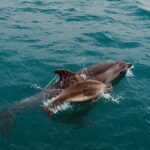 Bay of Islands Hole in the Rock Cruise Day Tour - What’s Included and What’s Not