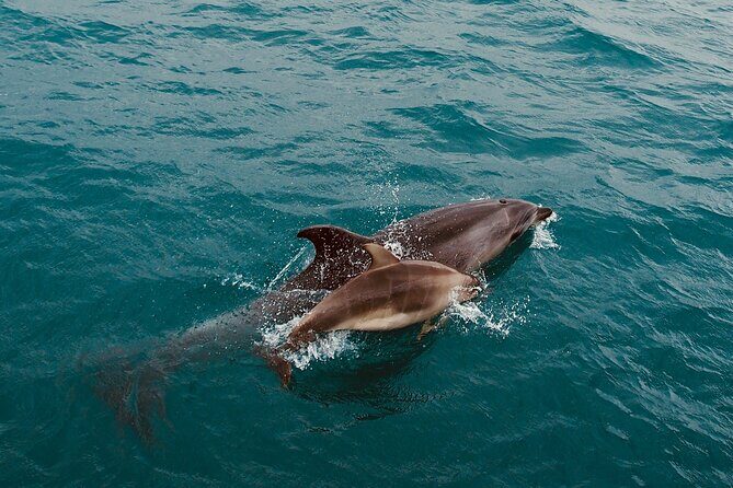 Bay of Islands Hole in the Rock Cruise Day Tour - What’s Included and What’s Not