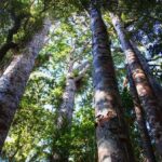 Bay of Islands: Puketi Kauri Forest Guided Tour - Who Should Consider This Tour?