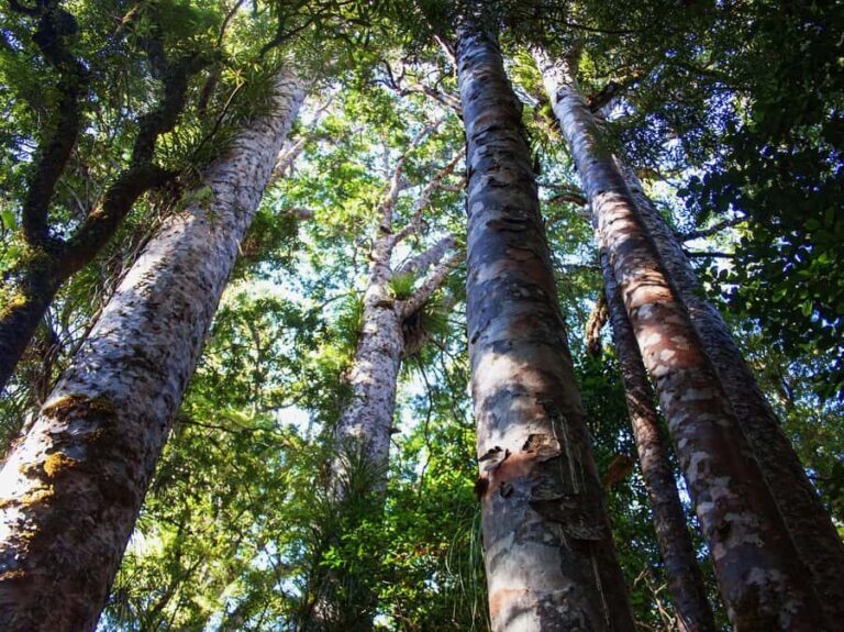 Bay of Islands: Puketi Kauri Forest Guided Tour - Who Should Consider This Tour?