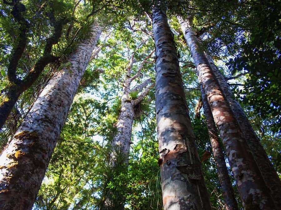 Bay of Islands: Puketi Kauri Forest Guided Tour - Who Should Consider This Tour?