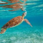 Beach Escape: Private Shore Tour from Grand Cayman Port - Who Is This Tour Best For?