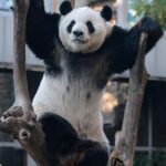 Beijing: Panda Pavilion Tickets - Who Is This Tour Best For?