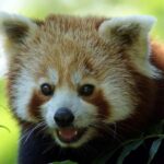 Beijing Zoo Entry Ticket - Panda House Included - Why This Tour Works Well