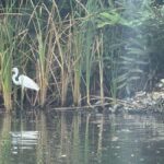 Bentota/Kalutara: Koggala Lake Boat Safari & Kayaking Tour - The Value of This Experience