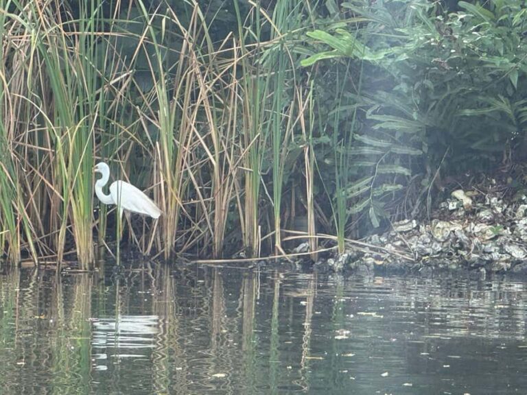 Bentota/Kalutara: Koggala Lake Boat Safari & Kayaking Tour - The Value of This Experience