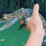 Bentota River Safari -Ahungalla/Bentota/Aluthgama/Kosgoda - Itinerary Breakdown