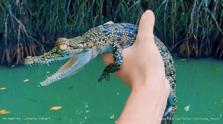 Bentota River Safari -Ahungalla/Bentota/Aluthgama/Kosgoda - Itinerary Breakdown