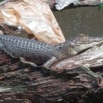 Bentota River Wildlife Boat Safari - Who Is This Tour Best Suited For?