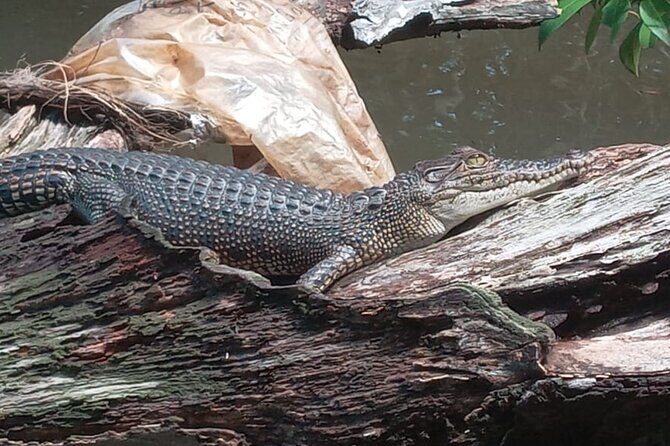 Bentota River Wildlife Boat Safari - Who Is This Tour Best Suited For?