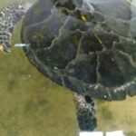 Bentota River,Turtels,Wood Carving & Temple tour By Tuk Tuk - The Practicalities: What to Know