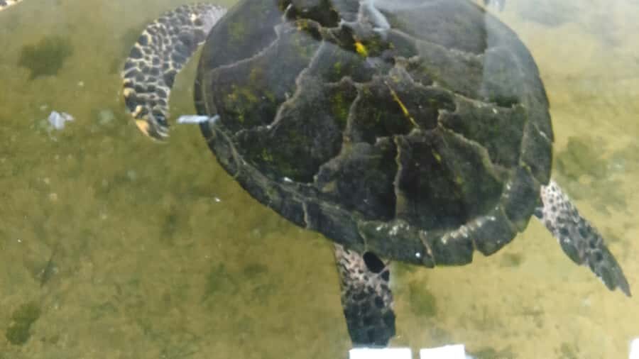 Bentota River,Turtels,Wood Carving & Temple tour By Tuk Tuk - The Practicalities: What to Know