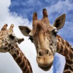 Beppu: Drive-in Kyushu Safari & Yufuin, Umi Jigoku Day Tour - Transportation, Timing, and Group Size