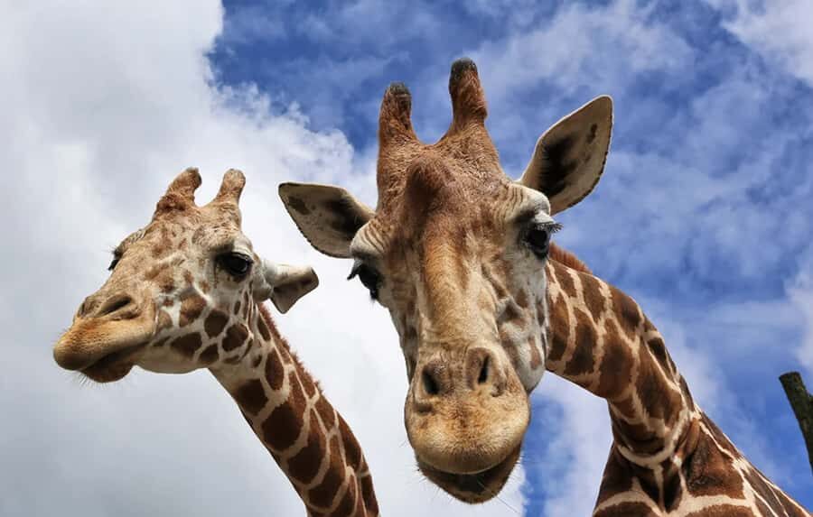 Beppu: Drive-in Kyushu Safari & Yufuin, Umi Jigoku Day Tour - Transportation, Timing, and Group Size