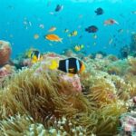 Best Blue Lagoon Snorkeling and Tegenungan Waterfall - A Deep Dive into the Itinerary