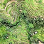 Best of Ubud Village Tour with Jungle Swing - Most Instagram Site - Authentic Experiences and Guest Insights