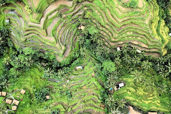 Best of Ubud Village Tour with Jungle Swing - Most Instagram Site - Authentic Experiences and Guest Insights