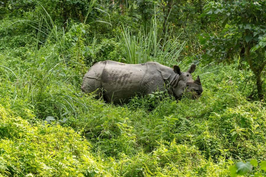 Bharatpur: 20000 Lake Guided Tour by Guide in Bicycle - Why This Tour Offers Great Value