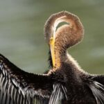 Bharatpur: Keoladeo National Park Guided Tour with Pickup - What Visitors Say About the Experience