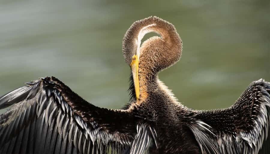 Bharatpur: Keoladeo National Park Guided Tour with Pickup - What Visitors Say About the Experience