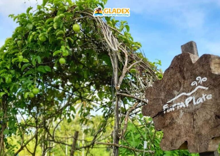 Bicol Culinary Tour in Albay with Farm Plate - Practical Details: What You Need to Know