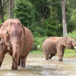 Big Boy Elephant Sanctuary and Bamboo Rafting Experience - Transportation and Group Size