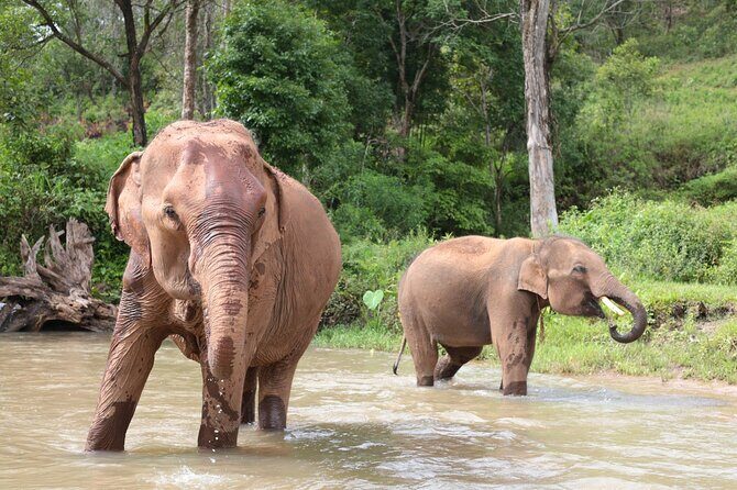 Big Boy Elephant Sanctuary and Bamboo Rafting Experience - Transportation and Group Size