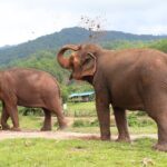 Big Boy Elephant Sanctuary Half Day Tour + Pad Thai Cooking Class - Authentic Reviews and Insights