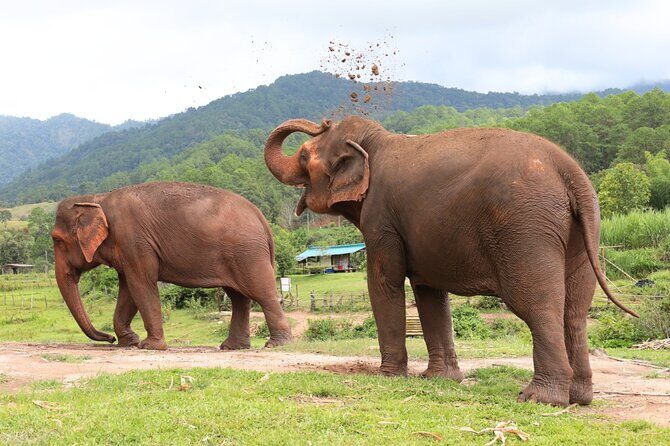 Big Boy Elephant Sanctuary Half Day Tour + Pad Thai Cooking Class - Authentic Reviews and Insights