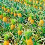 Biking Tour in The Pineapple Villages - Practical Considerations