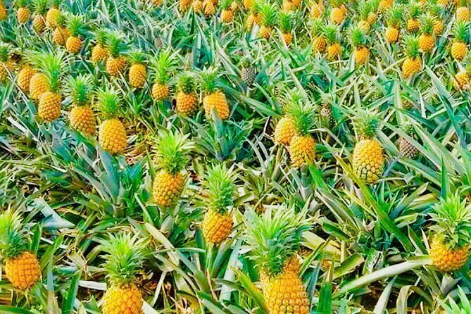 Biking Tour in The Pineapple Villages - Practical Considerations