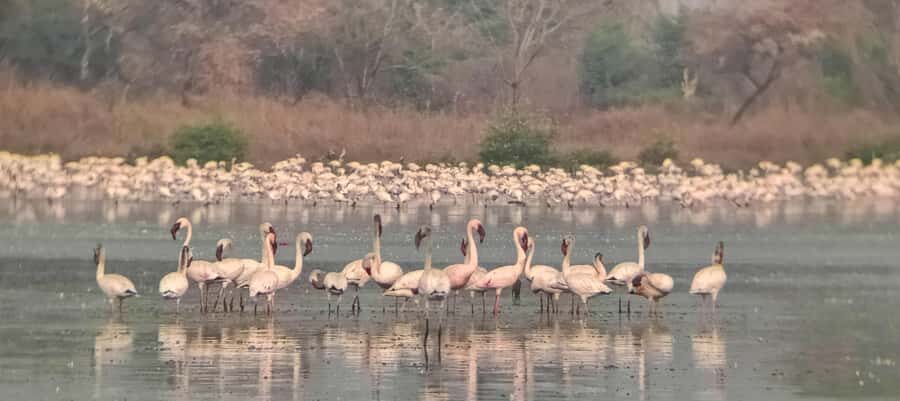 Bird Walk at Navi Mumbai - Why This Tour Is Worth Your Time
