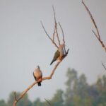 Bird Watching at Kodachadri - Who Will Love This Tour?