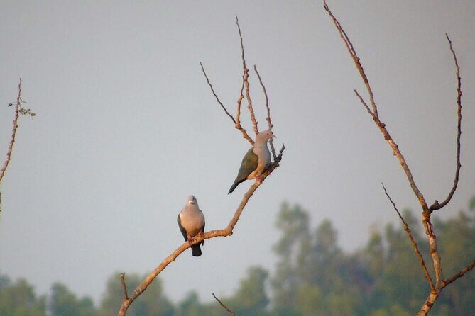 Bird Watching at Kodachadri - Who Will Love This Tour?
