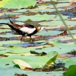 Bird watching in Colombo Wetlands- Guided Bird Walks - An In-Depth Look at the Colombo Wetlands Bird Walk