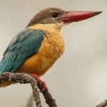 Bird Watching with Cannoning Tour in Chitwan National Park - Exploring Chitwan’s Avian Wealth