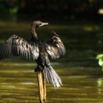 Birdwatching Boat Ride in Muthurajawela Marsh - Who Should Consider This Tour