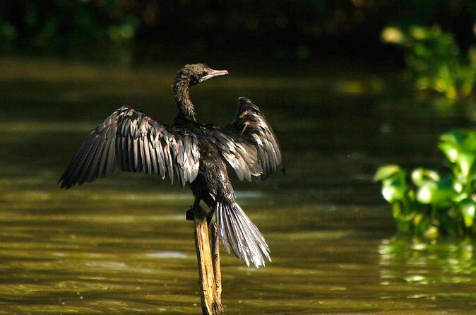Birdwatching Boat Ride in Muthurajawela Marsh - Who Should Consider This Tour