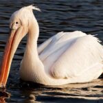 Birdwatching by Boat at Kalametiya Sanctuary - Why Choose the Kalametiya Sanctuary Birdwatching Tour?