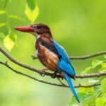 Birdwatching Forest Trek in Kitulgala from Colombo - Practical Details & What to Keep in Mind