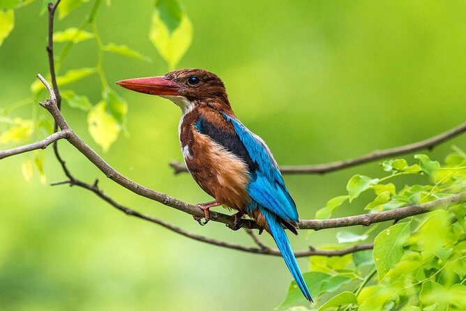 Birdwatching Forest Trek in Kitulgala from Colombo - Practical Details & What to Keep in Mind