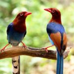 Birdwatching Walk in Thalangama Wetland from Colombo - The Itinerary: What to Expect on Your Birdwatching Walk