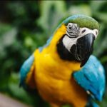 Birdworld Kuranda Entry Ticket - A Closer Look at the Itinerary