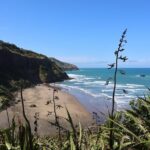 Black Sand Beaches & Birds Auckland Sightseeing Tour - Practical Insights for Travelers