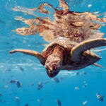 Blue Lagoon Snorkeling with Lunch and Transport - The Experience: Pros and Cons