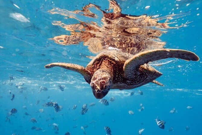 Blue Lagoon Snorkeling with Lunch and Transport - The Experience: Pros and Cons