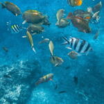 Blue Lagoon & Tanjung Jepun snorkeling with Kanto Lampo WaterFall and Monkey bar - Why This Tour Offers Good Value